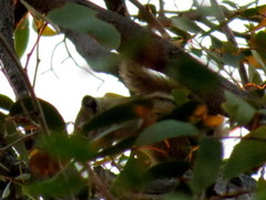 Funisciurus congicus