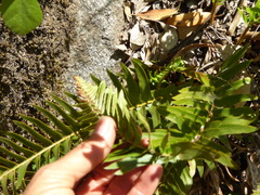 Polystichum imbricans curtum