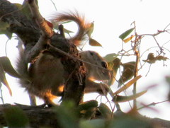 Funisciurus congicus