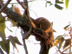 Funisciurus congicus