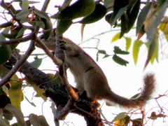 Funisciurus congicus