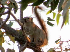 Funisciurus congicus