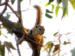 Funisciurus congicus