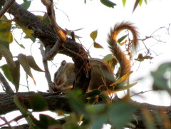 Funisciurus congicus