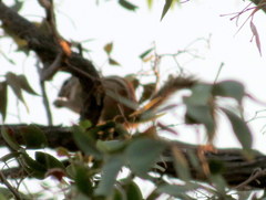 Funisciurus congicus