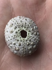 Echinometra lucunter