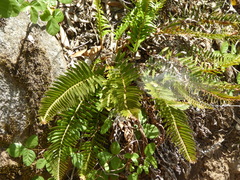 Polystichum imbricans curtum
