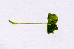 Lemna gibba