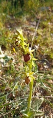 Ophrys sphegodes