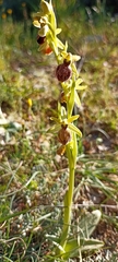 Ophrys sphegodes