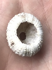 Echinometra lucunter