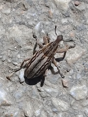 Mecaspis alternans