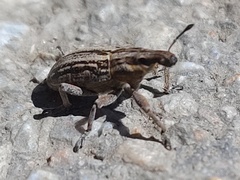 Mecaspis alternans
