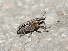 Mecaspis alternans