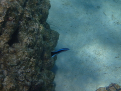 Labroides dimidiatus