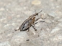 Mecaspis alternans