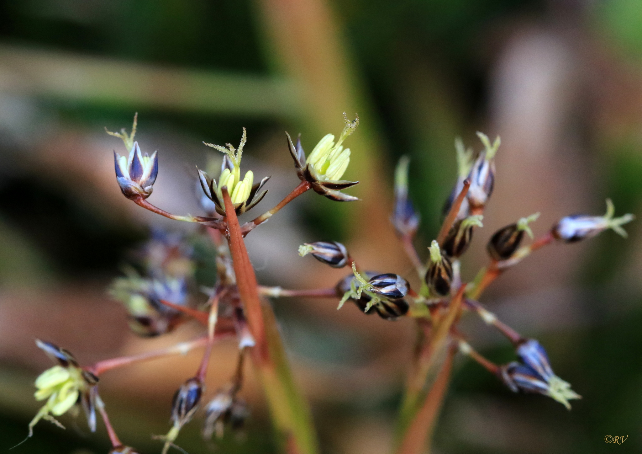 Luzula pilosa
