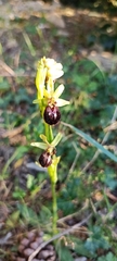 Ophrys sphegodes