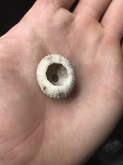 Echinometra lucunter