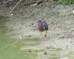 Butorides virescens image