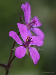 Erodium malacoides
