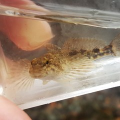 Cottus cognatus