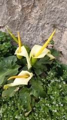 Arum creticum