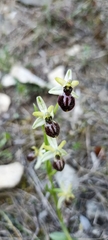Ophrys sphegodes