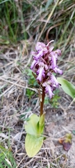 Himantoglossum robertianum