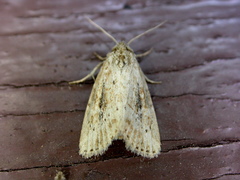 Photedes panatela