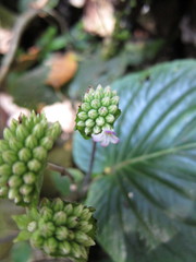 Epithema sarawakense