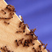 Saevissima-group Fire Ants - Photo anonymous, no known copyright restrictions (public domain)
