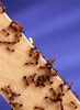 Saevissima-group Fire Ants - Photo anonymous, no known copyright restrictions (public domain)