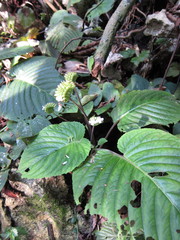 Epithema sarawakense