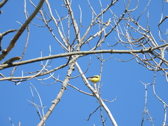 Spinus tristis tristis