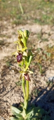 Ophrys sphegodes