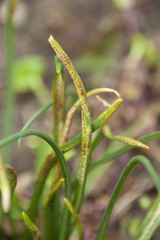 Uromyces muscari