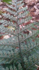 Parapolystichum microsorum pentangulare