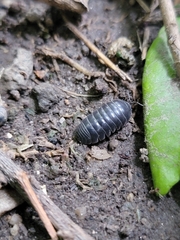 Armadillidium vulgare