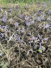Phelipanche nana
