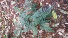 Parapolystichum microsorum pentangulare