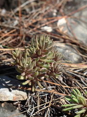 Sedum microcarpum