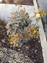 Kalanchoe orgyalis
