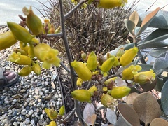 Kalanchoe orgyalis