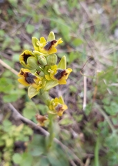 Ophrys sicula