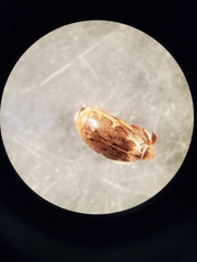 Laccophilus proximus