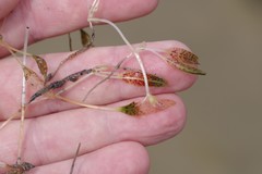 Halophila