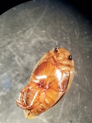 Laccophilus proximus