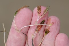 Halophila