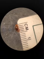 Laccophilus proximus